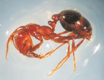 Вчені США знайшли останки скам'янілості найбільшого мурахи на нашій планеті, який жив 50 мільйонів років тому, як повідомили «Бі-бі-сі». Фото: epochtimes.com