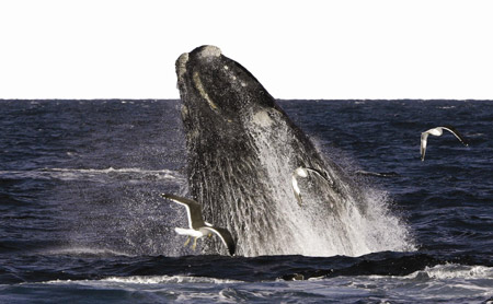 Південний кит