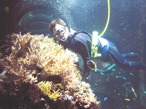 Біолог Штейнгартського акваріуму Каліфорнійської академії наук (Сан-Франциско) Сет Уолтерс занурюється у резервуар із коралами. Фото надане Dong Lin/California Academy of Sciences