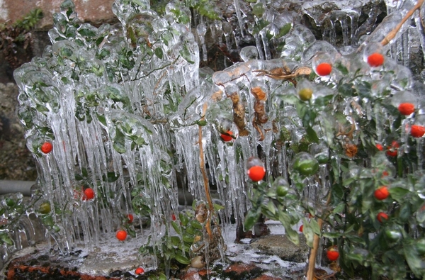 Після крижаного дощу. Село Аньтай провінції Гуансі. Китайська Народна Республіка. 11 січня 2011. Фото з epochtimes.com