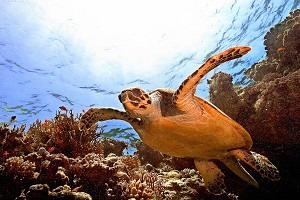 Морська черепаха. Фото: Tarik Tinazay/AFP/Getty Images