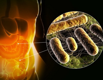 В организме взрослого человека количество микроорганизмов соотносится с количеством собственных клеток приблизительно как 50:12. Фото: 3D4Medical.com /Getty Images