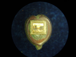 *Вечереет*, миниатюра лежит на срезе виноградной косточки, размер 1.4x1.6 мм