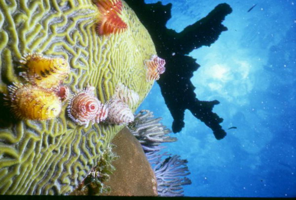 Хробаки з вапняними трубками на коралі, що за формою нагадує мозок, і корал під назвою «оленячі роги». Фото з сайту theepochtimes.com