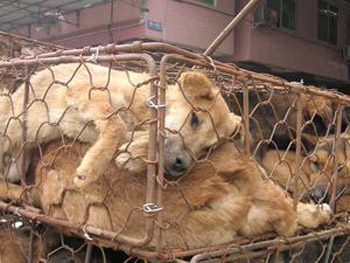 Мучают для получения прибыли. В Китае нет закона о защите животных. Фото: PETA/Karremann