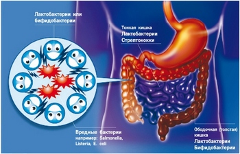 В кишечнику людини живуть приблизно 500 видів бактерій: як корисних, так і хвороботворних. Фото: lacidofil.com.ua