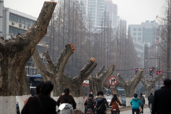 Полусрубленные платаны на улице Тайбин в городе Нанкине. Март 2011 год. Фото с epochtimes.com