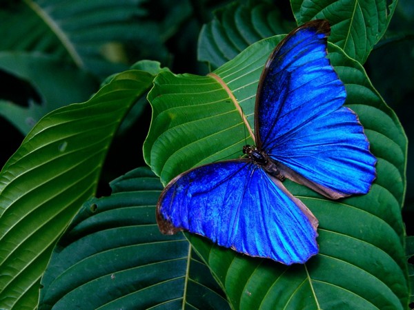 Самые красивые бабочки Мадагаскара. Фото: www.e-desktop.ru 