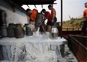 Крупный скандал с отправленным меламином молоком китайского производства сильно пошатнул молочную промышленность этой страны. Фото: Getty Images