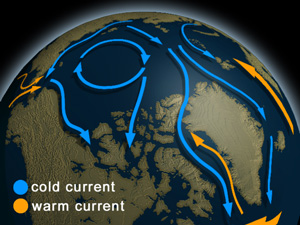 Рис. 6. Холодні (темні стрілки) і теплі (світлі стрілки) течії в Арктичному басейні. Малюнок з aquatic.uoguelph.ca