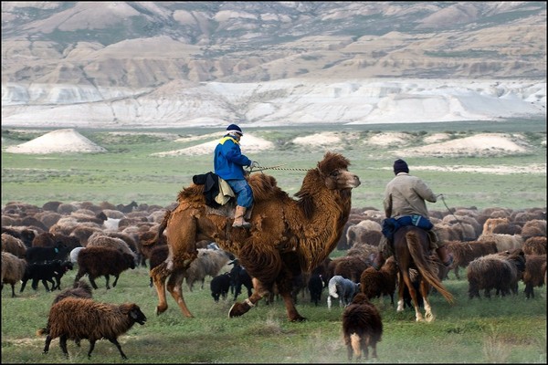 По Мангышлаку (восточное побережье самого большого озера в мире) порой ходят огромные стада, сопровождаемые несколькими пастухами. Фото: nub1an.livejournal.com