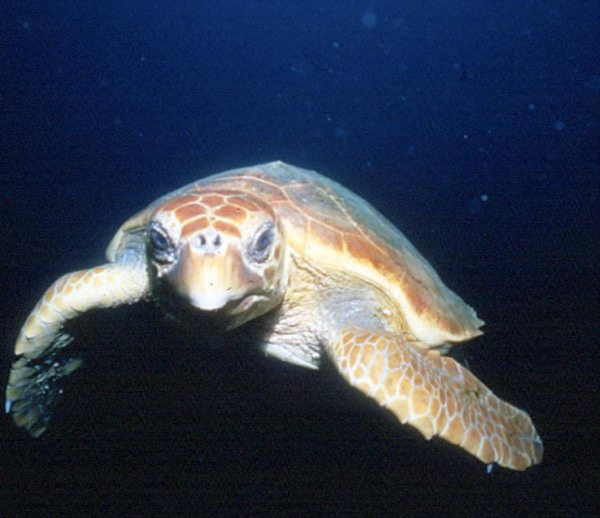 Крупний самець черепахи логгерхед зустрічає Джона Крістофера Файна близько одного і того ж рифу протягом останніх 19 років. Фото з сайту theepochtimes.com