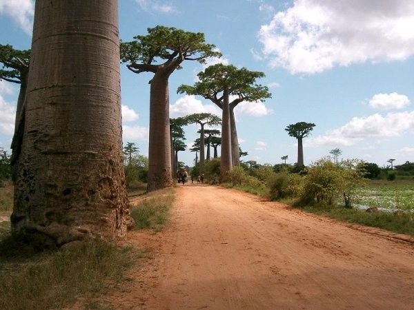 Найбільші дерева острова Мадагаскар. Фото: crazy.werd.ru 