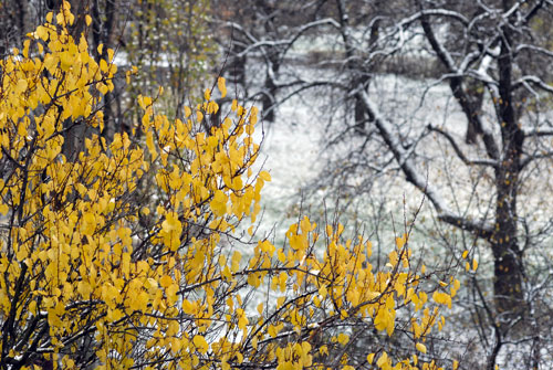 Перший сніг у Києві. Фото: Володимир Бородін /Велика Епоха