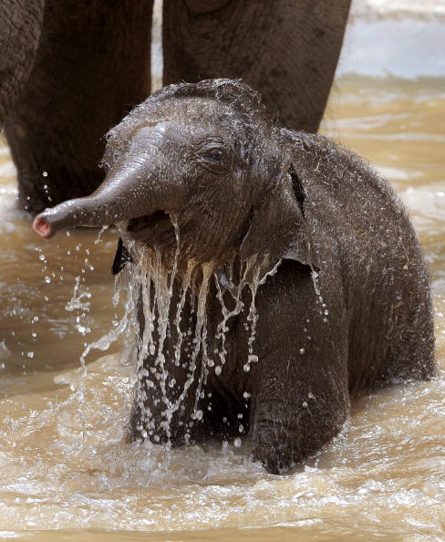 Слоненя Бебі вперше показалося публіці. Мельбурнський зоопарк (Melbourne Zoo), Австралія. 10 лютого 2010г.Фото: WILLIAM WEST / AFP / Getty Images