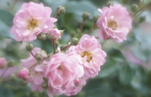 Троянда … сама поема. Фото: epochtimes.com