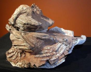 Эту окаменелость с отпечатком динозавра Seitaad ruessi обнаружили в навахских песках, в Юте. Фото: Utah Museum of Natural History/University of Utah