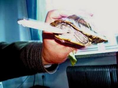 Курящая черепаха. Фото с epochtimes.com