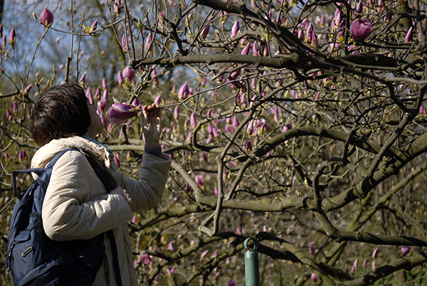 Квіти магнолії розпустилися в київському ботанічному саду. Фото: Володимир Бородін/The Epoch Times 