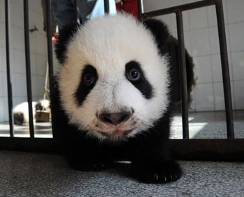 В зоопарке Чиангмай, в семистах километрах на север от Бангкока, родилась маленькая панда. Её вес двести тридцать грамм. Фото: Getty Images