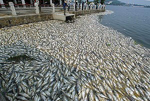 Приблизительно 100 000 кг. мертвой рыбы плавает на поверхности озера Гуаньцяо. Фото: Великая Эпоха
