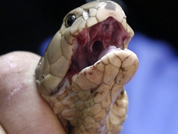 Мужчина разорвал змею пополам. Фото: Getty Images