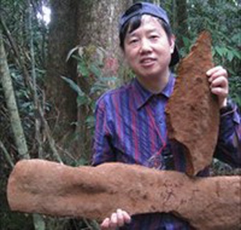 В Китае найден гриб весом в полтонны. Фото: izvestia.com.ua