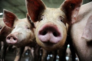 Вспышка чумы свиней произошла в китайской провинции Сычуань. Фото: AFP