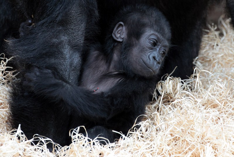 Детёныш гориллы Кукена в Бристольском зоопарке. Фото: Matt Cardy/Getty Images 