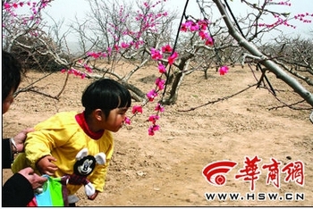 Праздник цветов персика. Сын спрашивает: «Почему цветы не пахнут?» «Потому что они искусственные» — отвечает мама. Провинция Шэньси. Фото с epochtimes.com