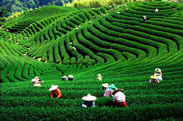«Сбор чая», работа прошлого года. Фото: Cheng Hao Huang/The Epoch Times