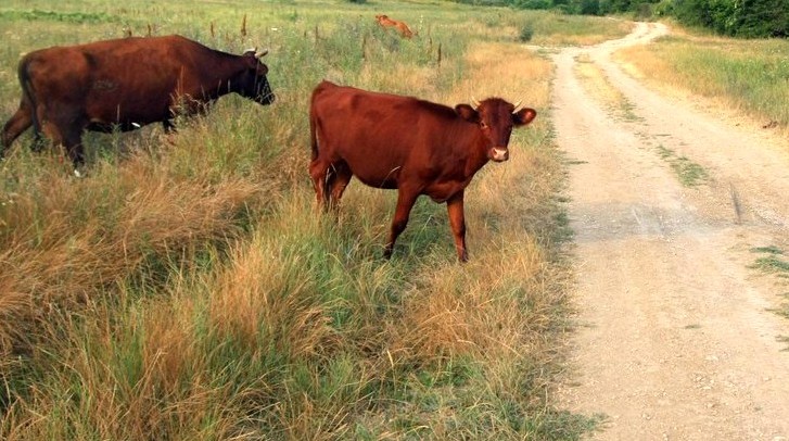 Українець поцікавився кількістю великої рогатої худоби за 1991-2012 рр. Фото: Євген Довбуш / The Epoch Times