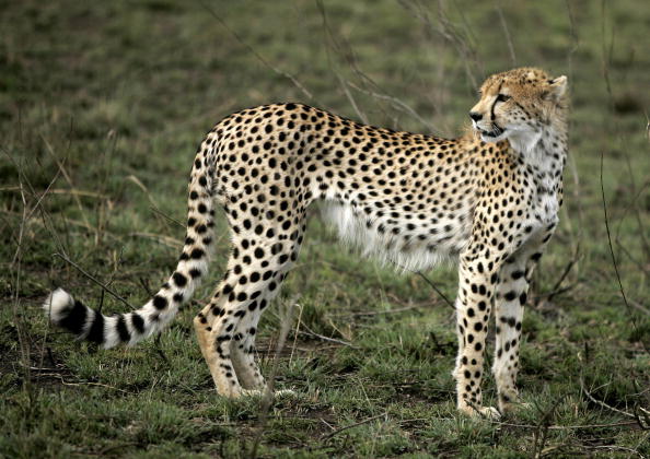 Самые большие кошки: гепард. Фото: JOSEPH EID/AFP/Getty Images