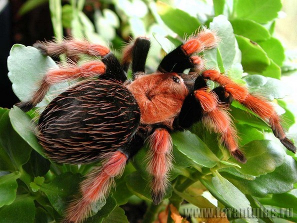 Самые большие пауки – птицееды. Фото: tarantulas.ru