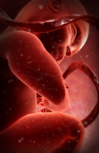 На думку судді, закони США забороняють витрачати гроші на дослідження, які передбачають руйнування людських ембріонів. Фото: 3D4Medical.com/Getty Images
