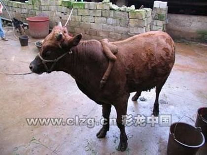 Шестинога корова з'явилася в одному з китайських сіл. Фото з epochtimes.com