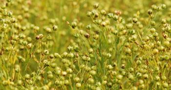Вчені відкрили унікальні властивості насіння льону. Фото:Scott Barbour/Getty Images