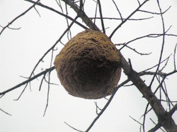 Пчелиное гнездо, пчёлы которого насмерть искусали троих человек. Фото с epochtimes.com