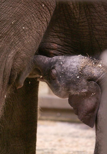 Новонароджене слоненя і мама. Сідней. 7 липня. Фото: Sergio Dionisio/getty Image 