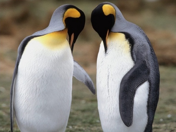 Пінгвіни - найбільш загартовані птахи. Фото: animalpix.ru  