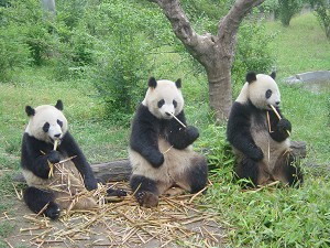 Бамбукові панди апетитно жують бамбук, всівшись рядком на колоді. Фото: Simon Cansick