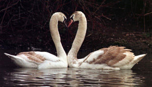Лебедь – символ верности и вестник любви. Фото: AFP