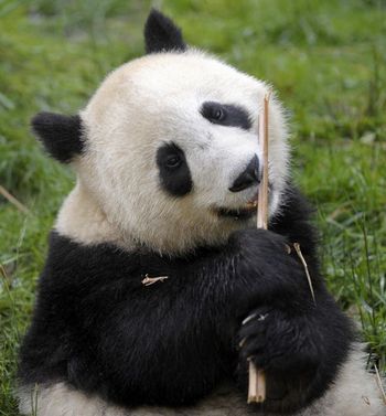 23 мая. Заповедник больших панд Волун. Фото: LIU JIN/AFP/Getty Images
