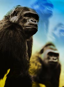А если обезьяны не предки человека, как это считается общепризнанным? Фото: Photo.com