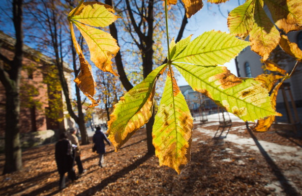 Кінський каштан. Фото: MICHAEL KAPPELER / AFP / Getty Images