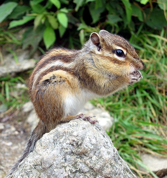 Сибирский бурундук (Tamias sibiricus). Фото: Richardfabi/Википедия