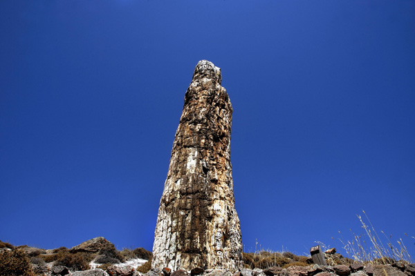 Стовбури сосен і кипарисів, вік яких становить 20 мільйонів років, перетворилися на камінь, і були внесені до списку всесвітньої спадщини ЮНЕСКО. Фото: ARIS MESSINIS/AFP/Getty Images