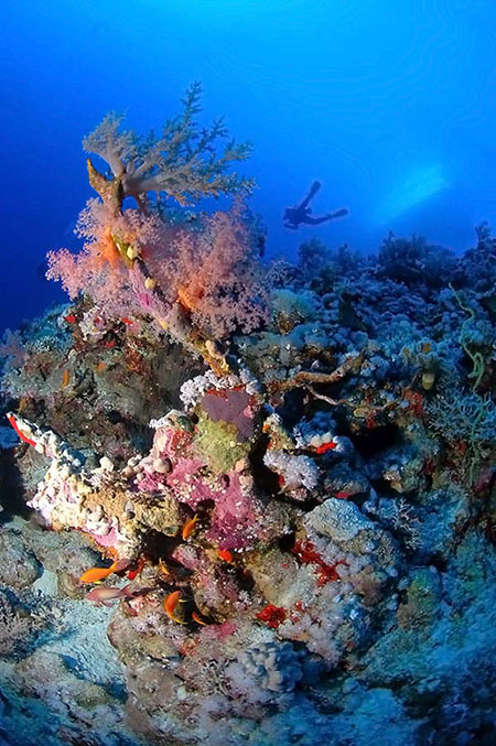Морские Глубины Фото Морские Глубины Фото