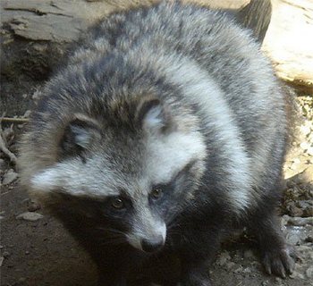 Від отруєного меламіном корму загинуло понад 1500 єнотоподібних собак. Фото з tanukida.exblog.jp