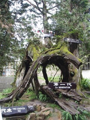 Національна зона Алішань. Лісовою дорогою Алішань потяги ходять двічі на день. Дереву ”Трех поколінь” (зображено), масивному кипарисові, увінчаному другим деревом 10 футів заввишки, більше тисячі років. Фото: Мартін і Тері Хірш